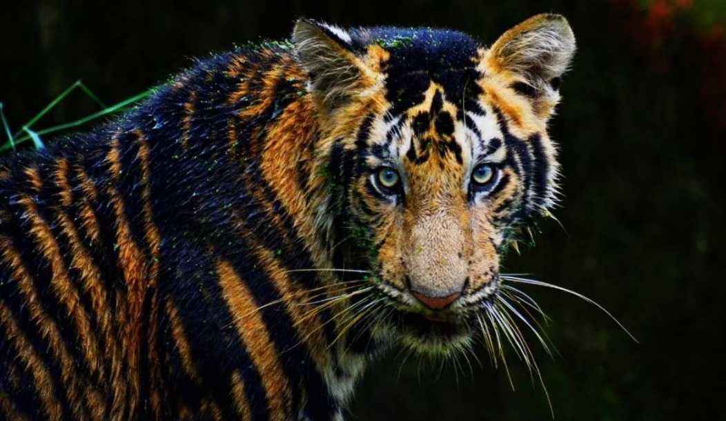 Seekor Harimau Berbulu Hitam Lahir di India: Kisah Konservasi Harimau di India